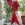 Three Red Houses (2025)