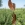 Growth (2025)
